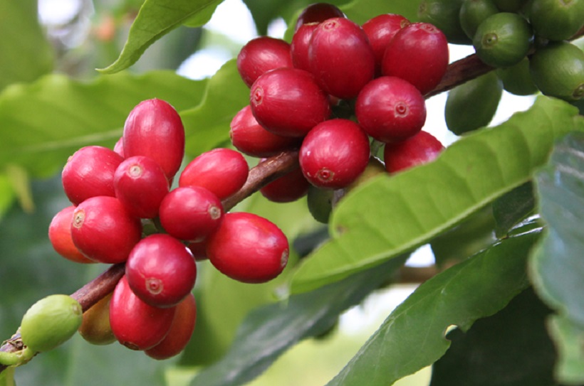 coffee cherry